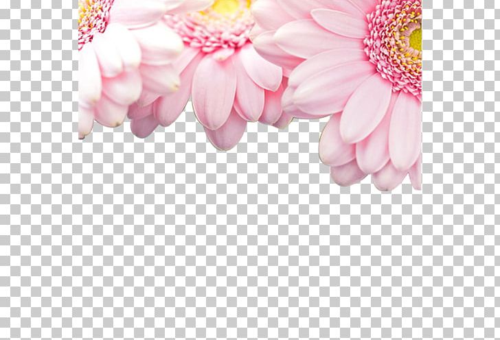 Light Pink Flowers Rose PNG, Clipart, Blossom, Chrysanths, Color, Dahlia, Daisy Family Free PNG Download