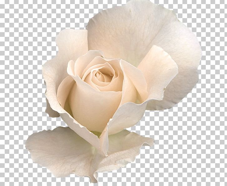 Rose White Flower PNG, Clipart, Cut Flowers, Floribunda, Flower, Flower Bouquet, Flowering Plant Free PNG Download