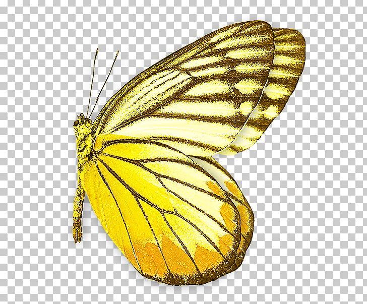 Monarch Butterfly Pieridae Moth PNG, Clipart, Arthropod, Brush Footed Butterfly, Butterflies And Moths, Butterfly, Creation Free PNG Download