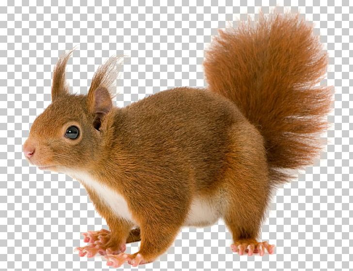 Squirrel PNG, Clipart, Squirrel Free PNG Download