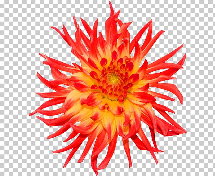 Stock Photography PNG, Clipart, Can Stock Photo, Christmas Decoration, Chrysanthemum, Chrysanths, Cut Flowers Free PNG Download