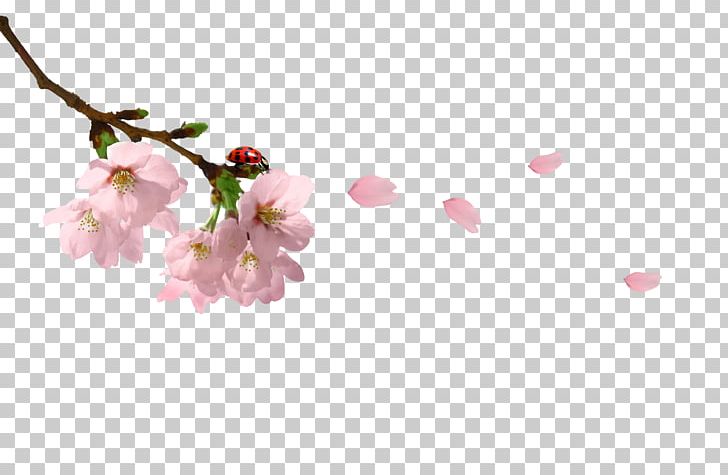 Branch PNG, Clipart, Background, Blossom, Blossoms, Branch, Cherry Free PNG Download
