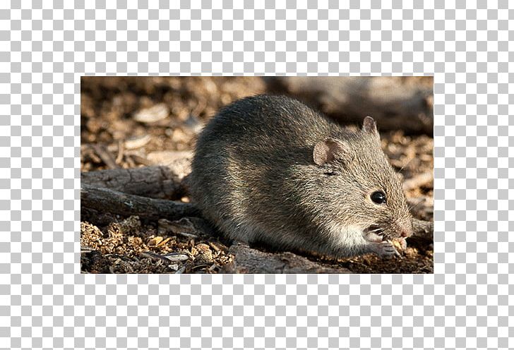 Gerbil Rat Hamster Rodent Mammal PNG, Clipart, Animal, Animals, Family, Fauna, Football Free PNG Download