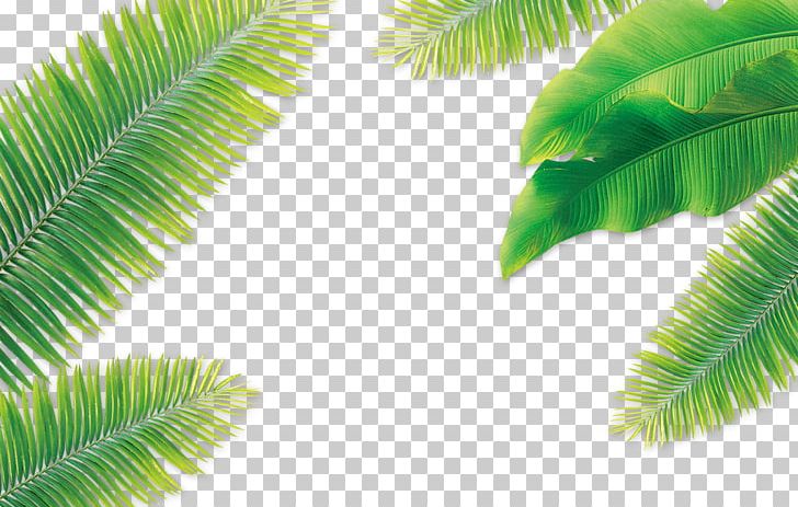 Leaf Coconut Arecaceae PNG, Clipart, Arecales, Autumn Leaves, Banana Leaves, Cool, Decoration Free PNG Download