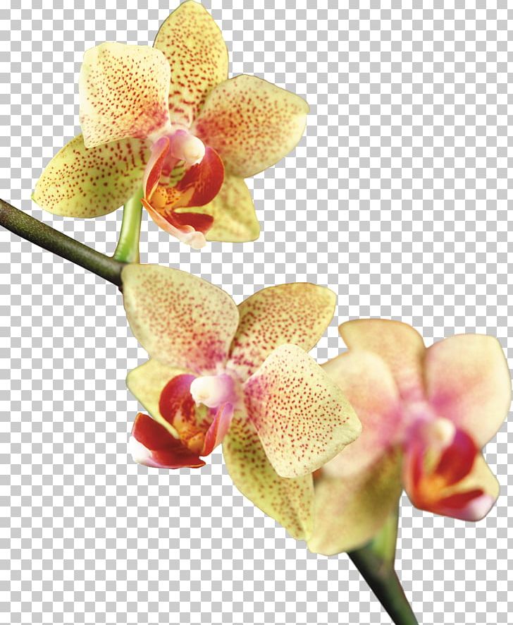 Moth Orchids PNG, Clipart, Artistic, Beautiful, Blog, Clip Art, Cut Flowers Free PNG Download