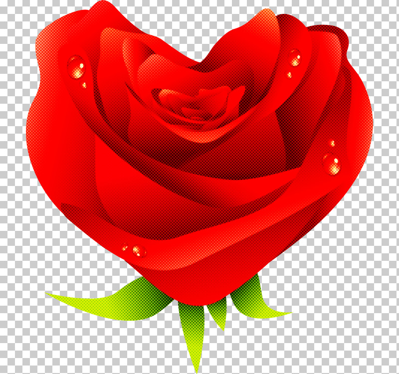 Garden Roses PNG, Clipart, Camellia, China Rose, Closeup, Floribunda, Flower Free PNG Download