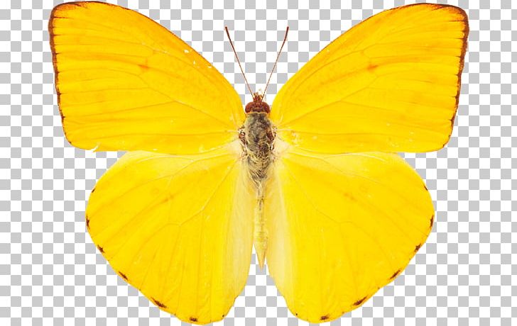 Clouded Yellows Monarch Butterfly Gustavo Petro Presidential Campaign PNG, Clipart, 2017, 2018, Arthropod, Brush Footed Butterfly, Butterfly Free PNG Download