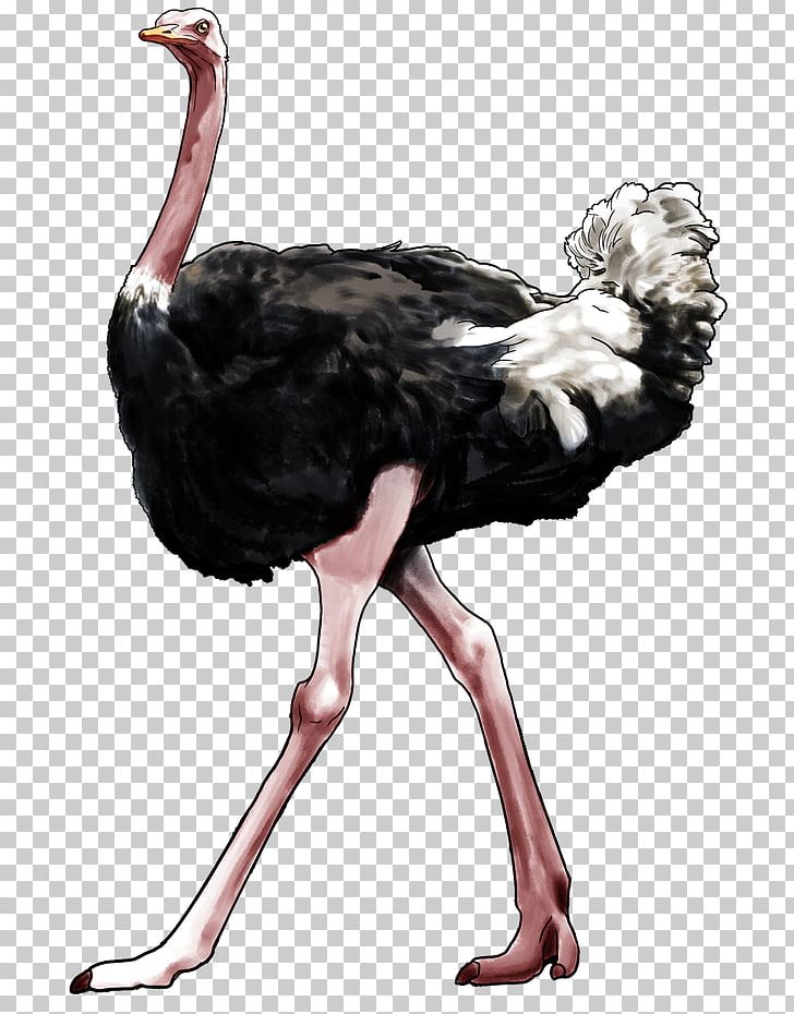 Common Ostrich Aesthetics Philosophy Art Philosopher PNG, Clipart, Aesthetics, Art, Artwork, Beak, Bird Free PNG Download