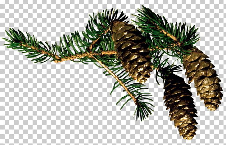 Fir Christmas Pine Conifer Cone Santa Claus PNG, Clipart, Autumn, Branch, Christmas, Christmas Ornament, Christmas Tree Free PNG Download