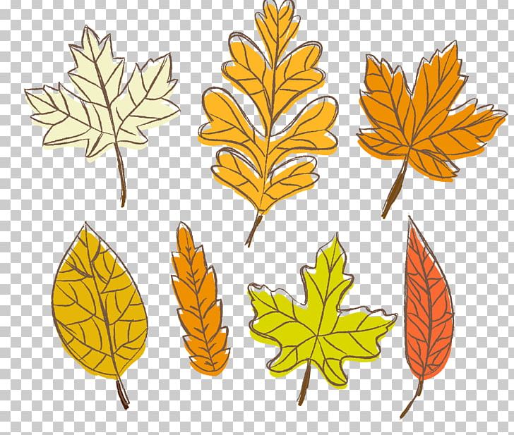 Leaf Autumn PNG, Clipart, Autumn, Autumn Leaves, Autumn Vector, Coreldraw, Deciduous Free PNG Download