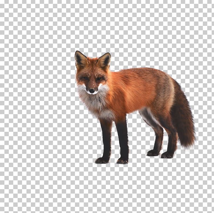 Arctic Fox Red Fox PNG, Clipart, Animal, Animals, Animal World, Animation, Anime Character Free PNG Download
