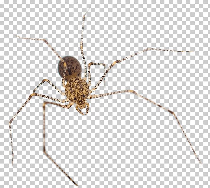 Barn Spider Beetle Macroplea Pubipennis Helsinki Water PNG, Clipart, Angulate Orbweavers, Animals, Arachnid, Araneus, Araneus Cavaticus Free PNG Download