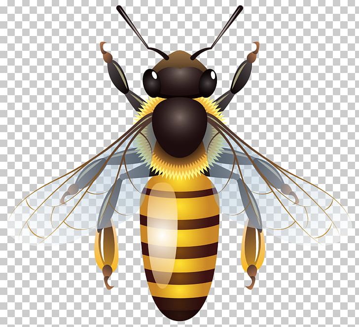 Honey Bee Insect PNG, Clipart, Ant, Arthropod, Bee, Beehive, Bee Sting Free PNG Download