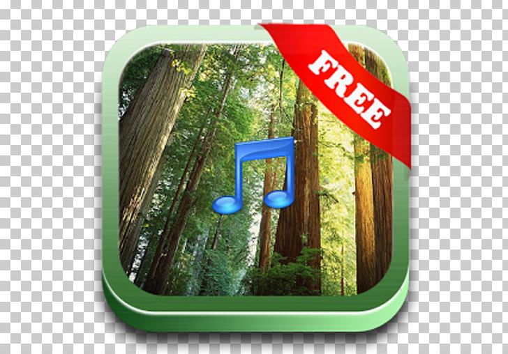 Redwood National And State Parks Forest Tree Wall PNG, Clipart, Brick, Building Materials, Business, Coast Redwood, Forest Free PNG Download