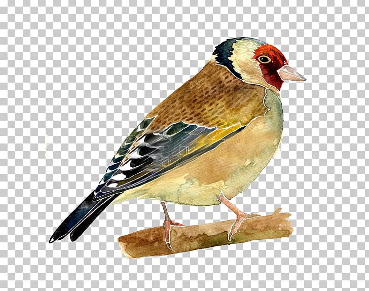Bird PNG, Clipart, Animal, Beak, Bird, Cartoon, Colored Pencil Free PNG Download
