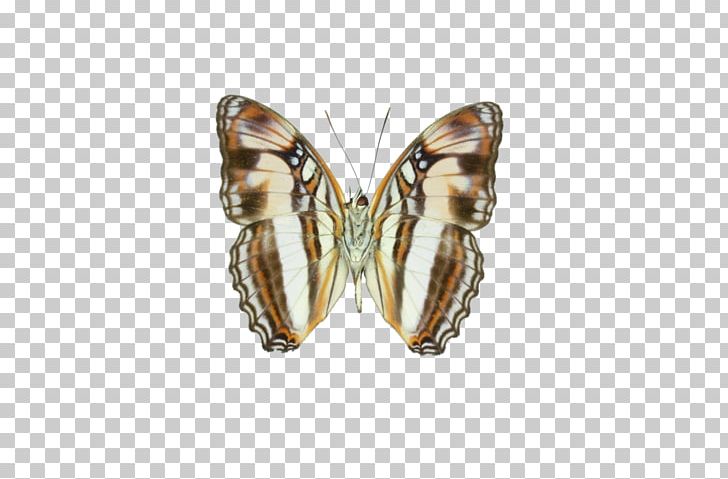 Butterfly Adelpha Melona Insect Limenitidinae PNG, Clipart, Adelpha, Arthropod, Biology, Butterflies And Moths, Butterfly Free PNG Download