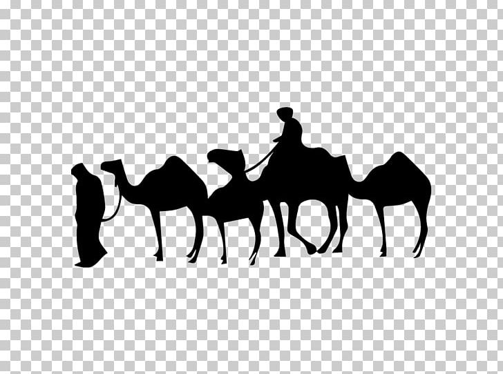 Dromedary Mustang Stallion Untitled Supper Club PNG, Clipart, 2019 Ford Mustang, Arabian Camel, Black And White, Camel, Camel Like Mammal Free PNG Download