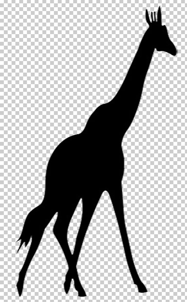 Giraffe Silhouette PNG, Clipart, Black And White, Cartoon, Clip Art, Drawing, Fauna Free PNG Download