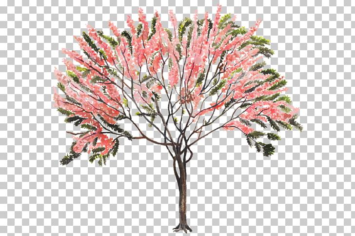 Golden Shower Tree Plant Cassia Javanica Cassia Grandis PNG, Clipart, Branch, Cassia, Cassia Javanica, Chinese Cinnamon, Crepe Myrtle Free PNG Download