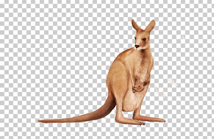 Kangaroo Wallaby Animal PNG, Clipart, Animal, Animals, Cute, Cute Animal, Cute Animals Free PNG Download