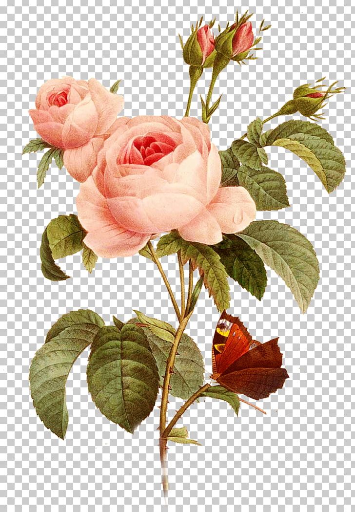 Garden Roses Paper Decoupage Centifolia Roses Drawing PNG, Clipart, Artificial Flower, Centifolia Roses, Floral Design, Floribunda, Flower Free PNG Download