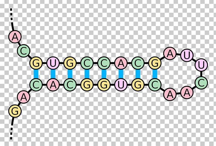 Kissing Stem-loop RNA Base Pair Nucleic Acid Double Helix PNG, Clipart, Area, Art, Body Jewelry, Circle, Dna Free PNG Download