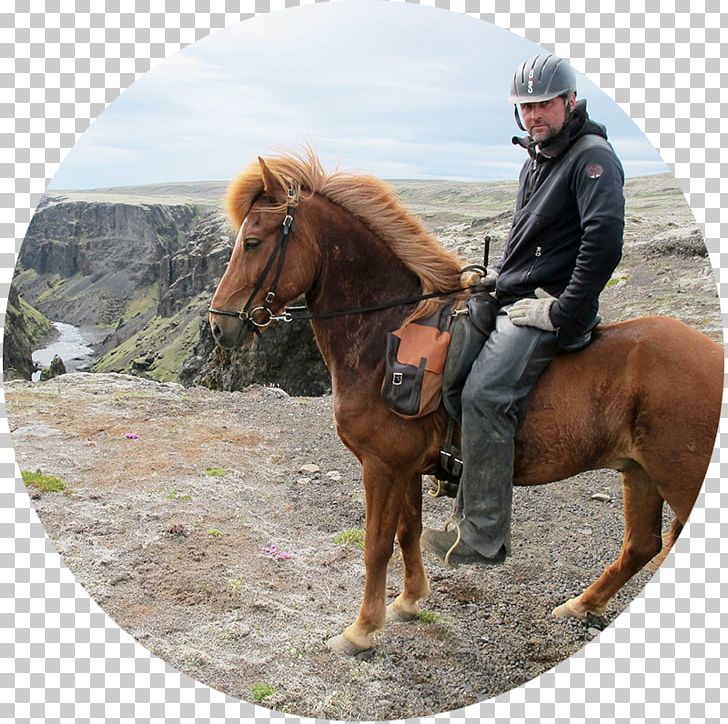 Reykjafjall Mid-Atlantic Ridge Golden Circle Highlands Of Iceland Landmannalaugar PNG, Clipart, Bridle, Golden Circle, Horse, Horse Harness, Horse Like Mammal Free PNG Download