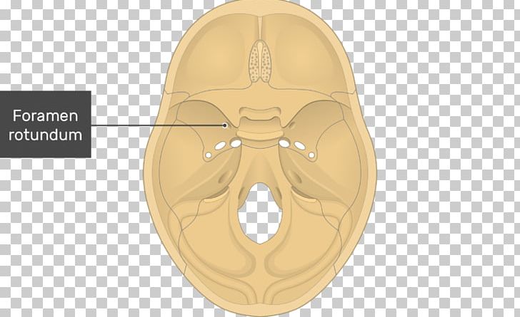 Foramen Rotundum Foramen Ovale Skull Tuberculum Sellae Sphenoid Bone PNG, Clipart, Anatomy, Base Of Skull, Bone, Foramen, Foramen Ovale Free PNG Download