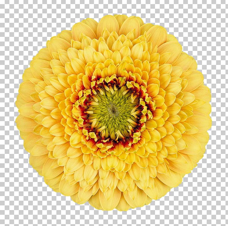 Transvaal Daisy Cut Flowers Chrysanthemum Wholesale PNG, Clipart, Afacere, Assortment Strategies, Bloemisterij, Chrysanthemum, Chrysanths Free PNG Download