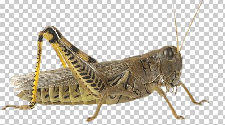 Violet-winged Grasshopper Insect Cricket Locust PNG, Clipart, Animal, Arthropod, Bush Crickets, Cricket, Cricket Like Insect Free PNG Download
