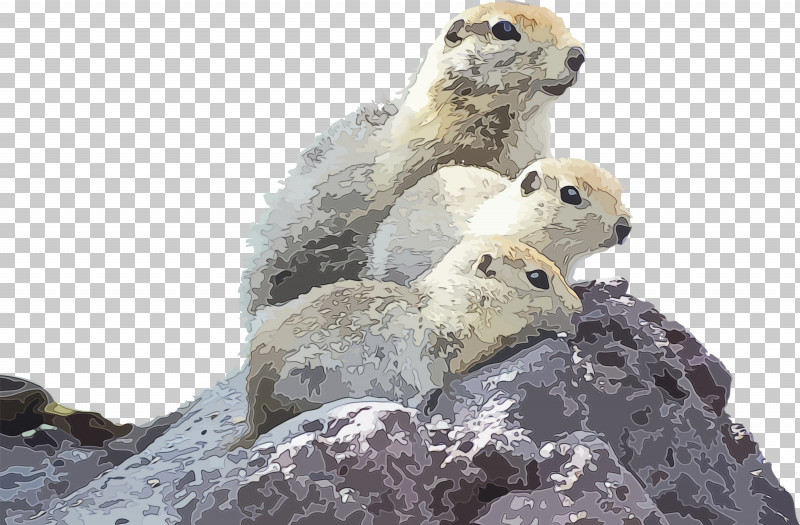 Adaptation Snout Marmot Wildlife Prairie Dog PNG, Clipart, Adaptation, Groundhog, Groundhog Day, Happy Groundhog Day, Marmot Free PNG Download