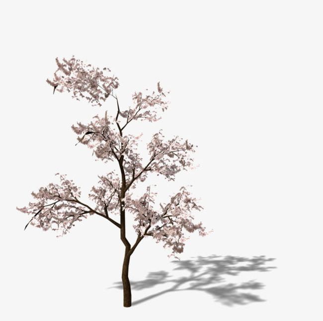 An Apricot Tree PNG, Clipart, Apricot, Apricot Clipart, Apricot Flower, Flower, Spring Free PNG Download