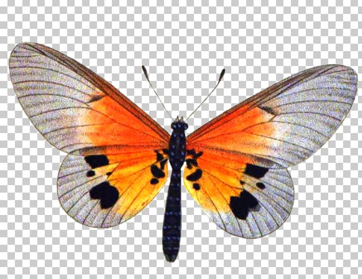 Butterfly Insect Clary Stock Photography PNG, Clipart, Arthropod, Brush Footed Butterfly, Butterfly, Clary, Deviantart Free PNG Download