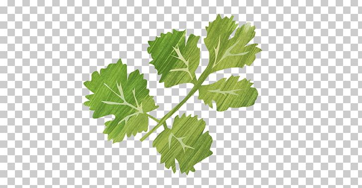 Parsley Spring Greens Coriander Rapini Grape Leaves PNG, Clipart, Broccoli Sprouts, Coriander, Food, Grape Leaves, Grapevines Free PNG Download