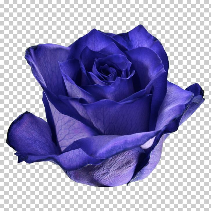 Blue Rose Garden Roses Cabbage Rose Cut Flowers PNG, Clipart, Blue, Blue Rose, Cobalt Blue, Cut Flowers, Electric Blue Free PNG Download