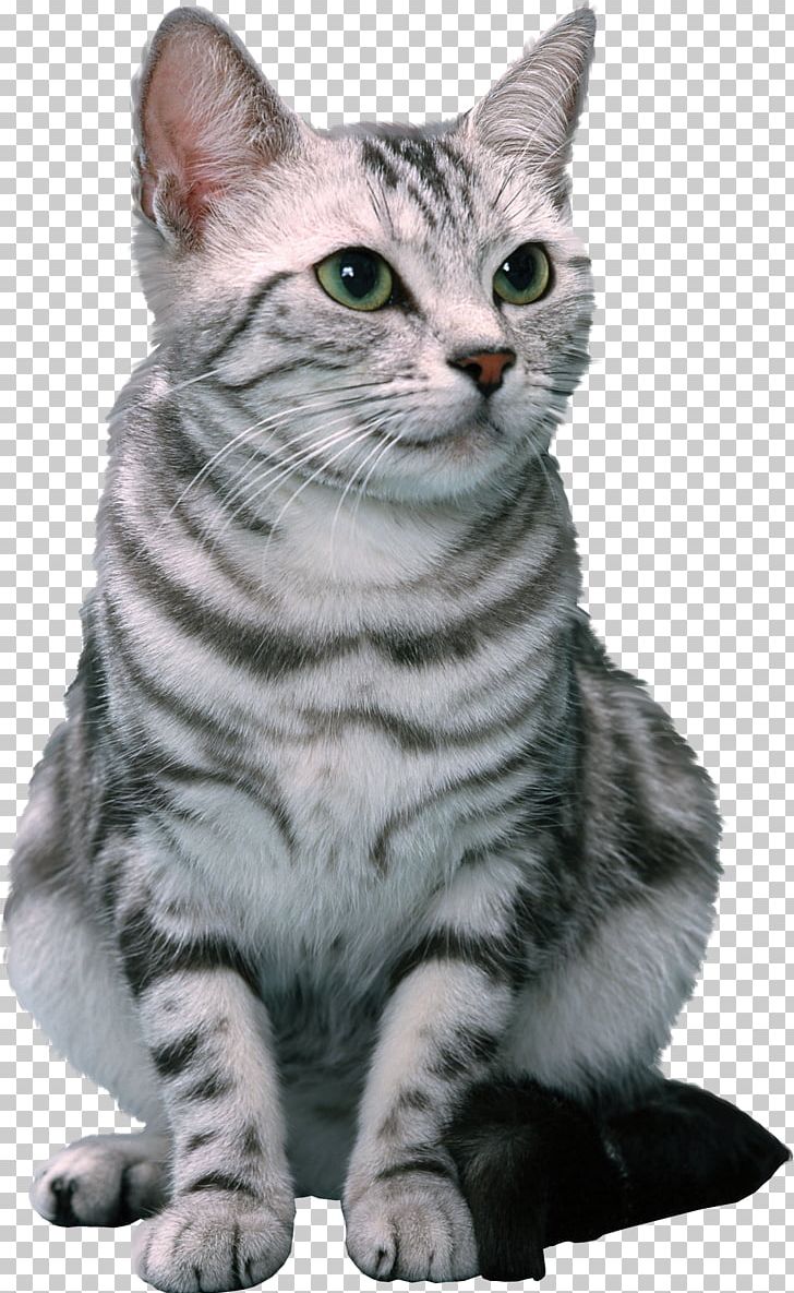 Cat U30c6u30ebu30b3u30e0u682au5f0fu4f1au793e O.C. Animal League PNG, Clipart, Animals, Asian, Cage, Carnivoran, Cat Like Mammal Free PNG Download