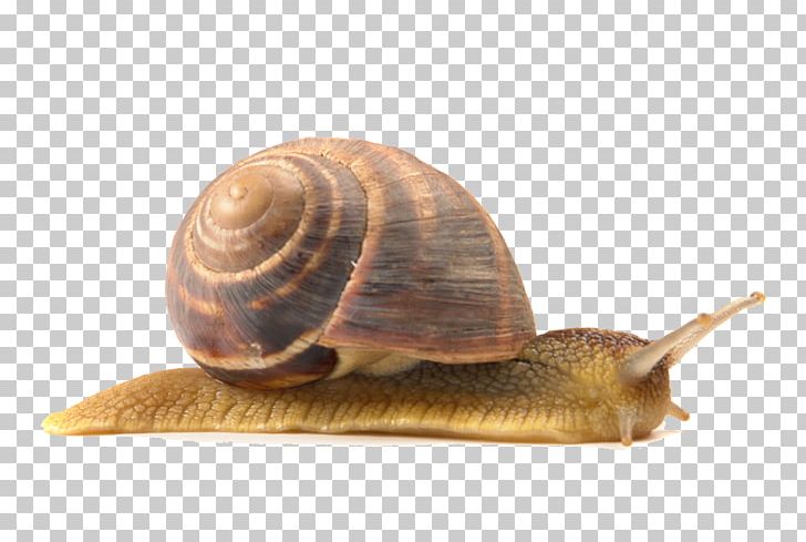 Lymnaeidae Snail PNG, Clipart, Animal, Animals, Cartoon Snail, Conchology, Crawl Free PNG Download