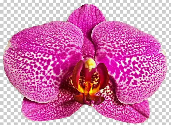 Moth Orchids Devadasi Mahari Dance PNG, Clipart, Clip Art, Dance, Devadasi, Drawing, Flower Free PNG Download