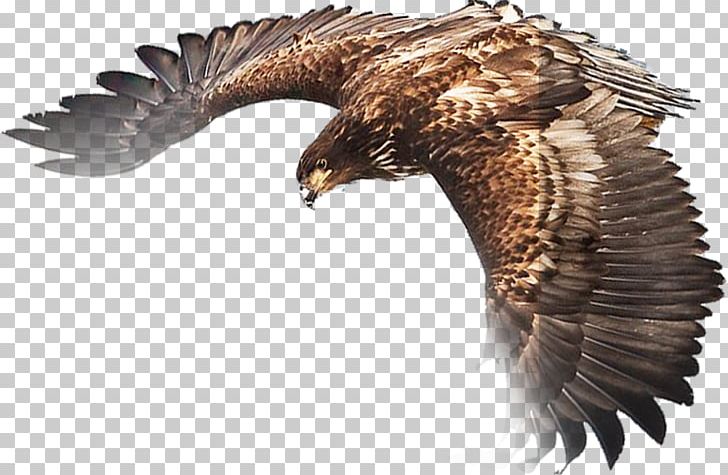 Eagle PNG, Clipart, Accipitriformes, Adobe Illustrator, Animals, Bald Eagle, Beak Free PNG Download