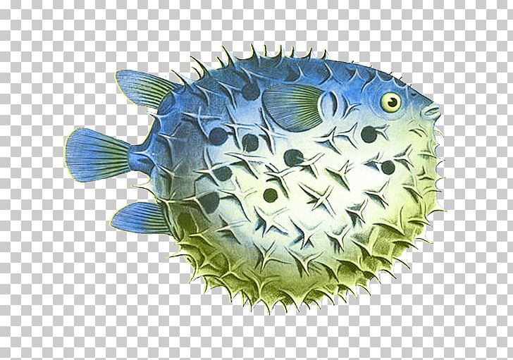 Pufferfish Throw Pillows Spot-fin Porcupinefish PNG, Clipart, Diodon, Fish, Fishing, Marcus Elieser Bloch, Ocean Sunfish Free PNG Download