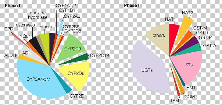 Cytochrome P450 Drug Metabolism Enzyme Flavin-containing Monooxygenase PNG, Clipart, Angle, Area, Brand, Circle, Cytochrome Free PNG Download