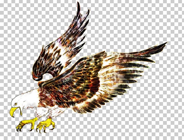Eagle Bird Hawk Flight PNG, Clipart, Animal, Asuka, Balloon Cartoon, Beak, Bird Free PNG Download