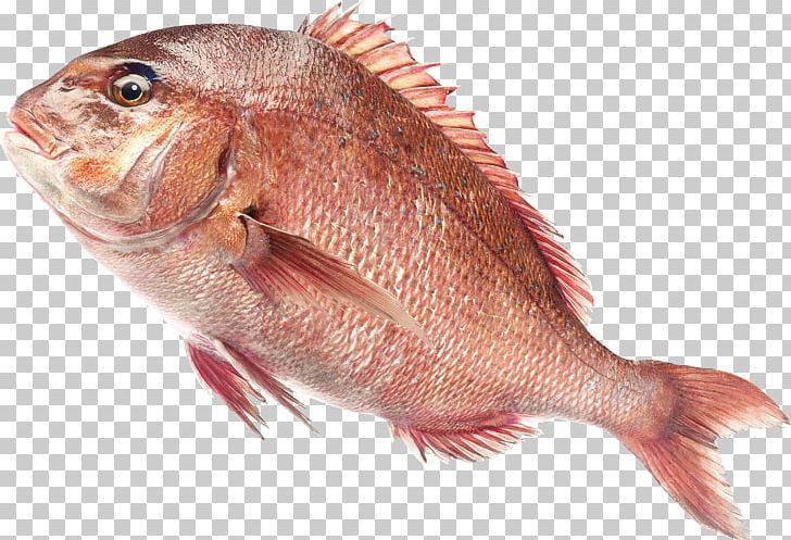 Northern Red Snapper Freshwater Fish Saltwater Fish PNG, Clipart, Animals, Animal Source Foods, Download, Fauna, Fish Free PNG Download