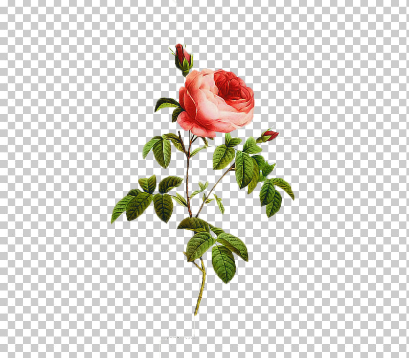 Garden Roses PNG, Clipart, Bud, Cabbage Rose, Cut Flowers, Floral Design, Flower Free PNG Download
