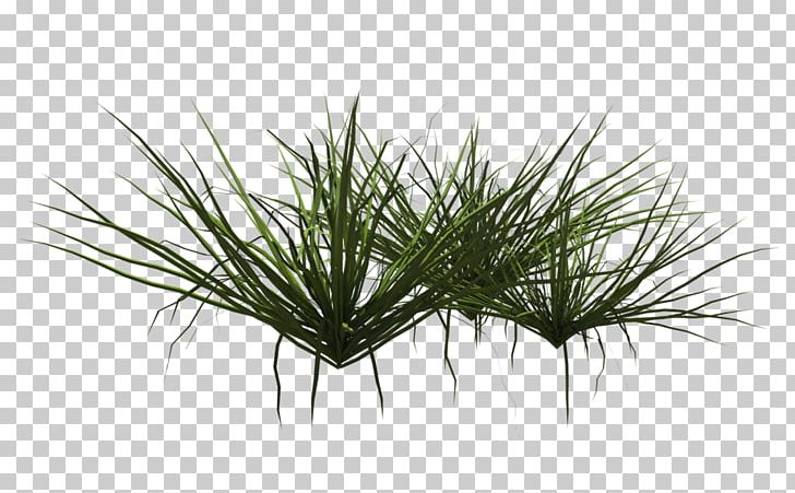 Aquatic Plants Grasses Ornamental Grass PNG, Clipart, Aquatic Plants, Beeblossom, Coral Reef, Food Drinks, Grass Free PNG Download