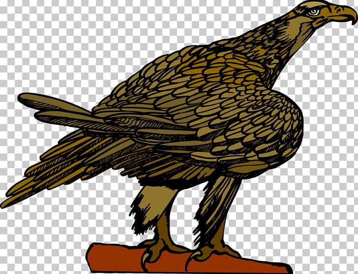 Eagle Vulture Hawk Beak Feather PNG, Clipart, Animals, Beak, Bird, Bird Of Prey, Eagle Free PNG Download