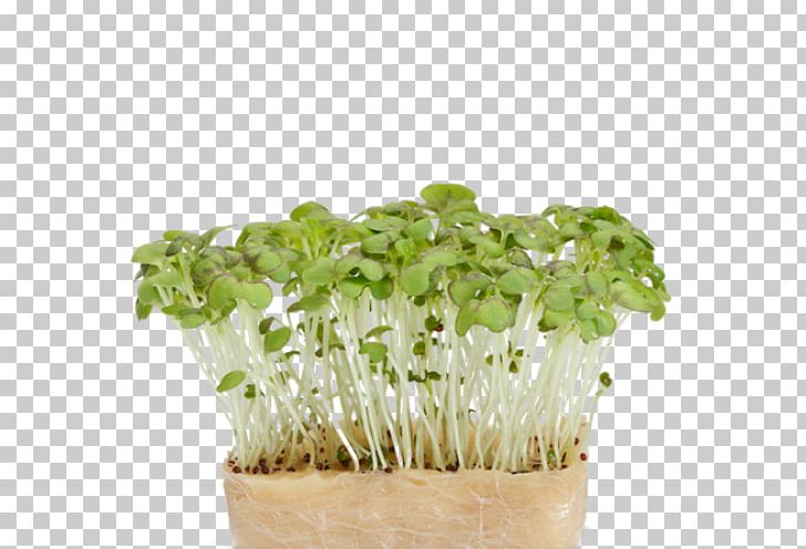 Herb Daikon Garden Cress Mustard Plant PNG, Clipart, Daikon, Flowerpot, Food, Garden Cress, Herb Free PNG Download