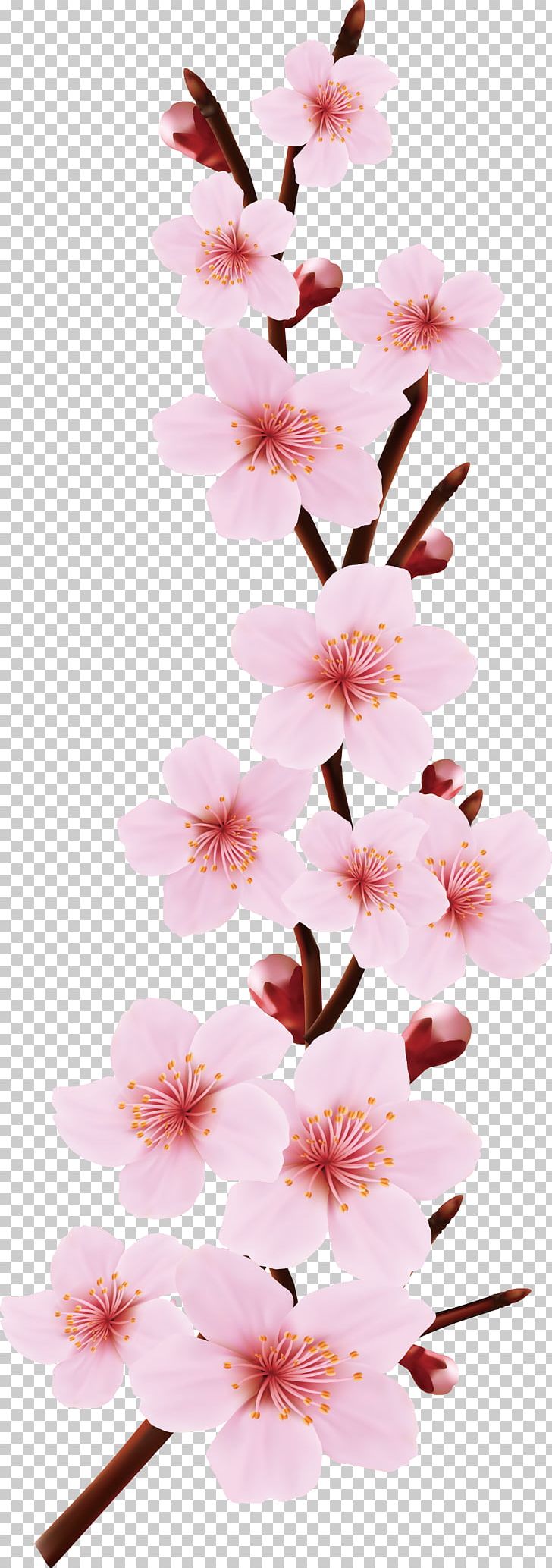 Pink Flowers Blossom Drawing PNG, Clipart, Branch, Cherries, Cherry Flower, Cherry Tree, Encapsulated Postscript Free PNG Download