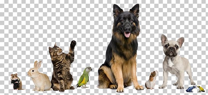 Dog Pet Sitting Cat Pet Shop PNG, Clipart,  Free PNG Download