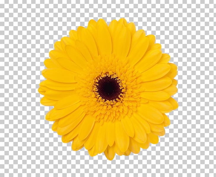 Transvaal Daisy Flower Bouquet Color Yellow PNG, Clipart, Calendula, Chrysanths, Color, Common Sunflower, Cut Flowers Free PNG Download